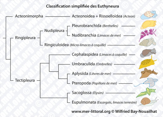 Classification simplifiée des Euthyneura, WBN