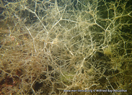 Amathia verticillata - Bryozoaire spaghetti