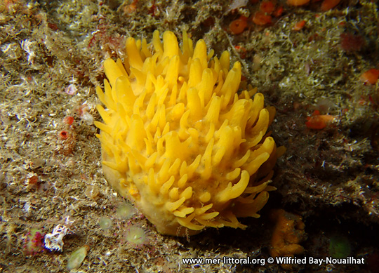 description of Polymastia boletiformis - Yellow hedgehog sponge