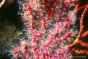Alcyonium coralloides