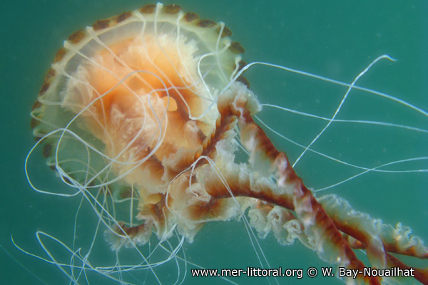 Tentacules de la méduse boussole