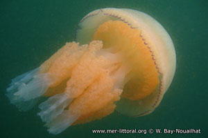 Rhizostoma octopus - photo : Wilfried Bay-Nouailhat