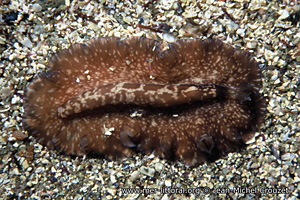 Pseudoceros maximus