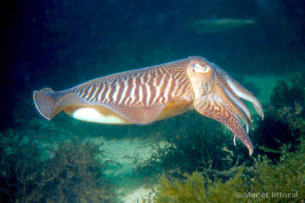 description of Sepia officinalis - Common cuttlefish
