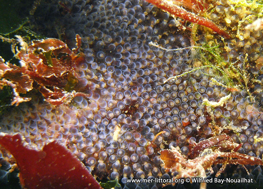 Sur une algue, colonie du Bryozoaire Flustrellidra hispida, lophophores déployés. Rade de Brest, France, 4 mètres, WBN