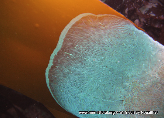 Colonie du Bryozoaire Membranipora membranacea, avec en bordure sa marge de croissance composé de zoécies en cours de formation. Pointe de Trévignon, France, 8 mètres, WBN