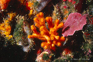 Myriapora truncata
