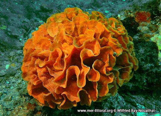 Grande colonie du Bryozoaire Pentapora foliacea communément appelé rose de mer. Iles Glénan, France, 15 mètres