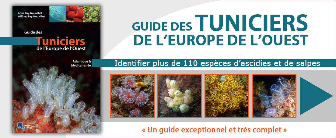 Guide des Tuniciers