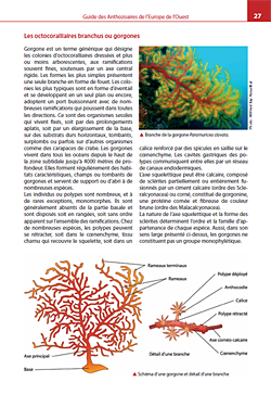 Guide des Anthozoaires de l'Europe de l'Ouest