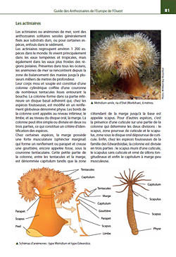 Guide des Anthozoaires de l'Europe de l'Ouest