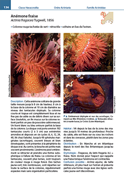 Guide des Anthozoaires de l'Europe de l'Ouest